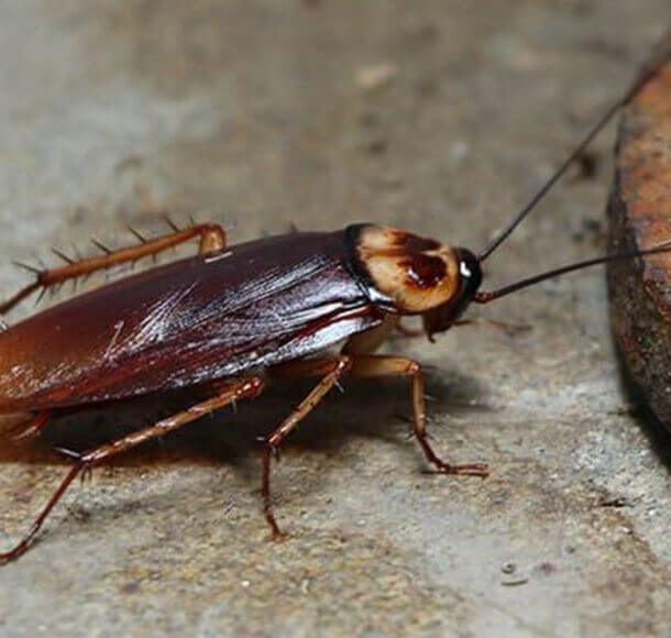 Cockroach service