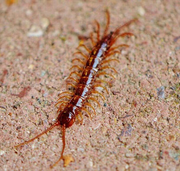 Centipedes pest control