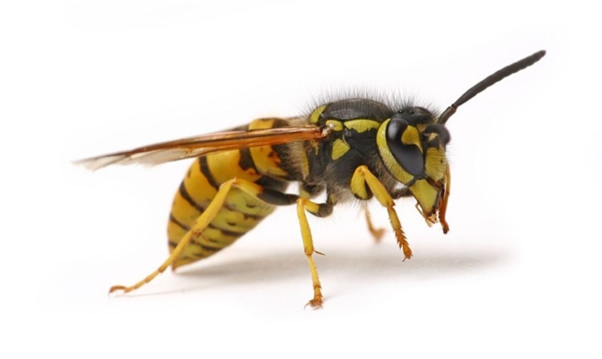 Wasp pest control